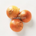 Hot Selling i Market Yellow Onion